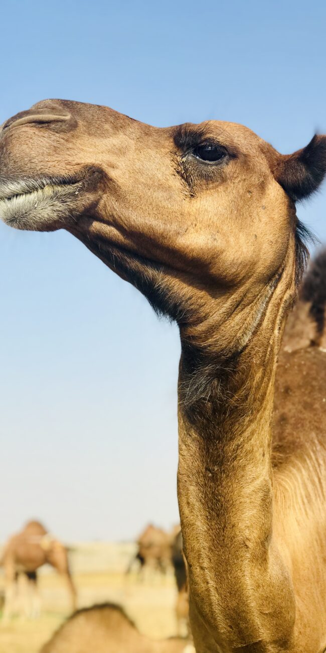 camel